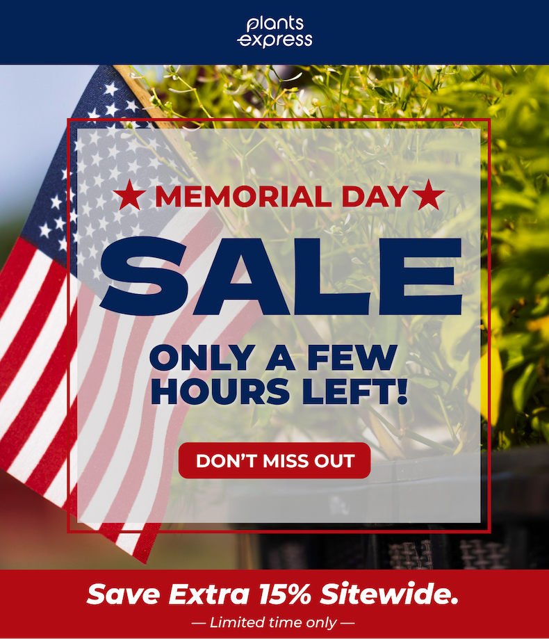 MEMORIAL DAY Sale Free Delivery on orders $199 or more *Limited time only* DON'T MISS OUT