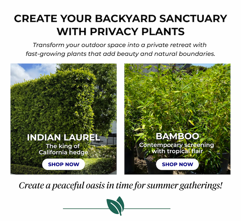 CREATE YOUR BACKYARD SANCTUARY WITH PRIVACY PLANTS Transform your outdoor space into a private retreat with fast-growing plants that add beauty and natural boundaries. INDIAN LAUREL The king of California hedge SHOP NOW LEYLAND CYPRESS Rapid growth for quick privacy SHOP NOW Create a peaceful oasis in time for summer gatherings!