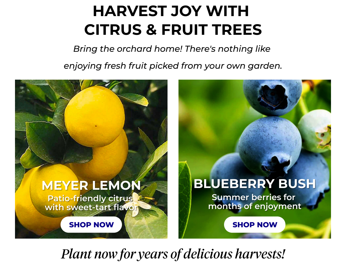 HARVEST JOY WITH CITRUS & FRUIT TREES Bring the orchard home! There's nothing like enjoying fruit picked fresh from your own garden. MEYER LEMON Patio-friendly citrus with sweet-tart flavor SHOP NOW BLUEBERRY BUSH Summer berries for months of enjoyment SHOP NOW Plant now for years of delicious harvests!