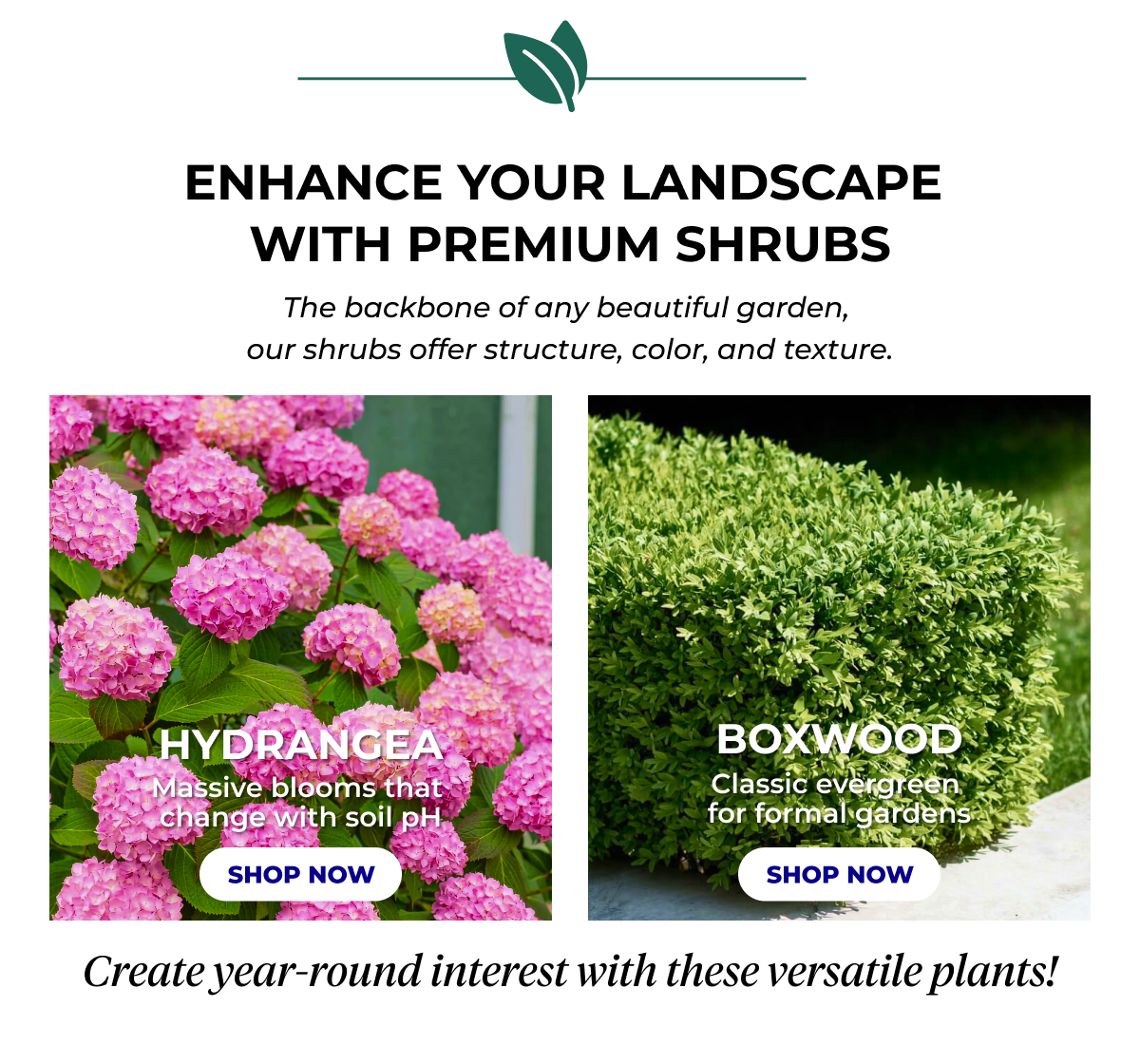ENHANCE YOUR LANDSCAPE WITH PREMIUM SHRUBS The backbone of any beautiful garden, our shrubs offer structure, color, and texture. HYDRANGEA Massive blooms that change with soil pH SHOP NOW BOXWOOD Classic evergreen for formal gardens SHOP NOW Create year-round interest with these versatile plants!