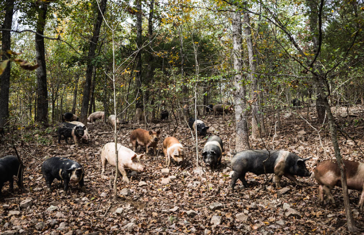 Image of hogs foraging in the woods