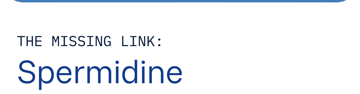 The Missing Link:  Spermidine