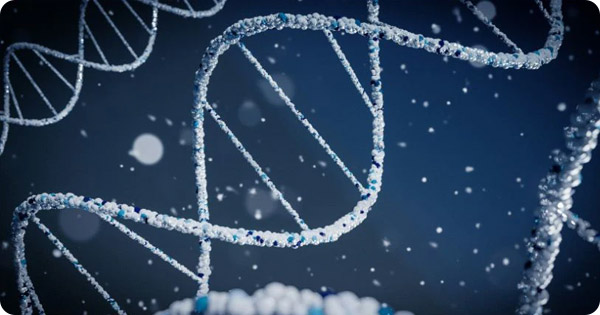 Longevity Gene That Helps Mice Live Longer