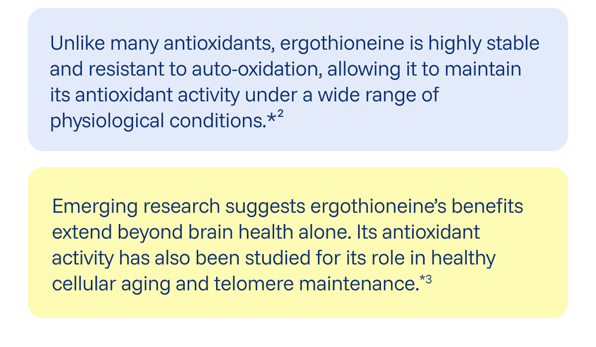 Unlike many antioxidants, ergothioneine is highly stable and resistant to auto-oxidation, allowing it to maintain its antioxidant activity under a wide range of physiological conditions.*²  Emerging research suggests ergothioneine’s benefits extend beyond brain health alone. Its antioxidant activity has also been studied for its role in healthy cellular aging and telomere maintenance.*3 