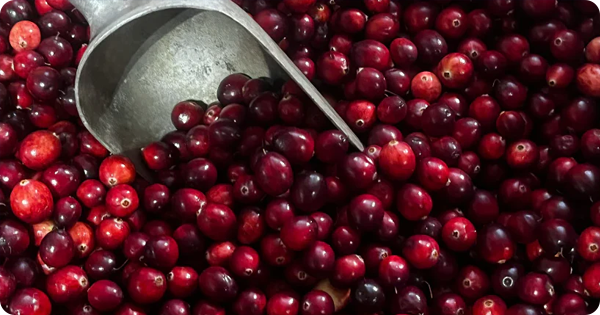 The Flavanol Taste Hack for Sharper Focus