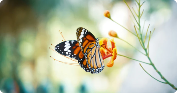 What Butterflies Tell Us About Lifespan