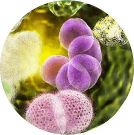Autophagy