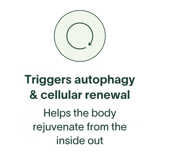 Triggers autophagy & cellular renewal - Helps the body rejuvenate from the inside out