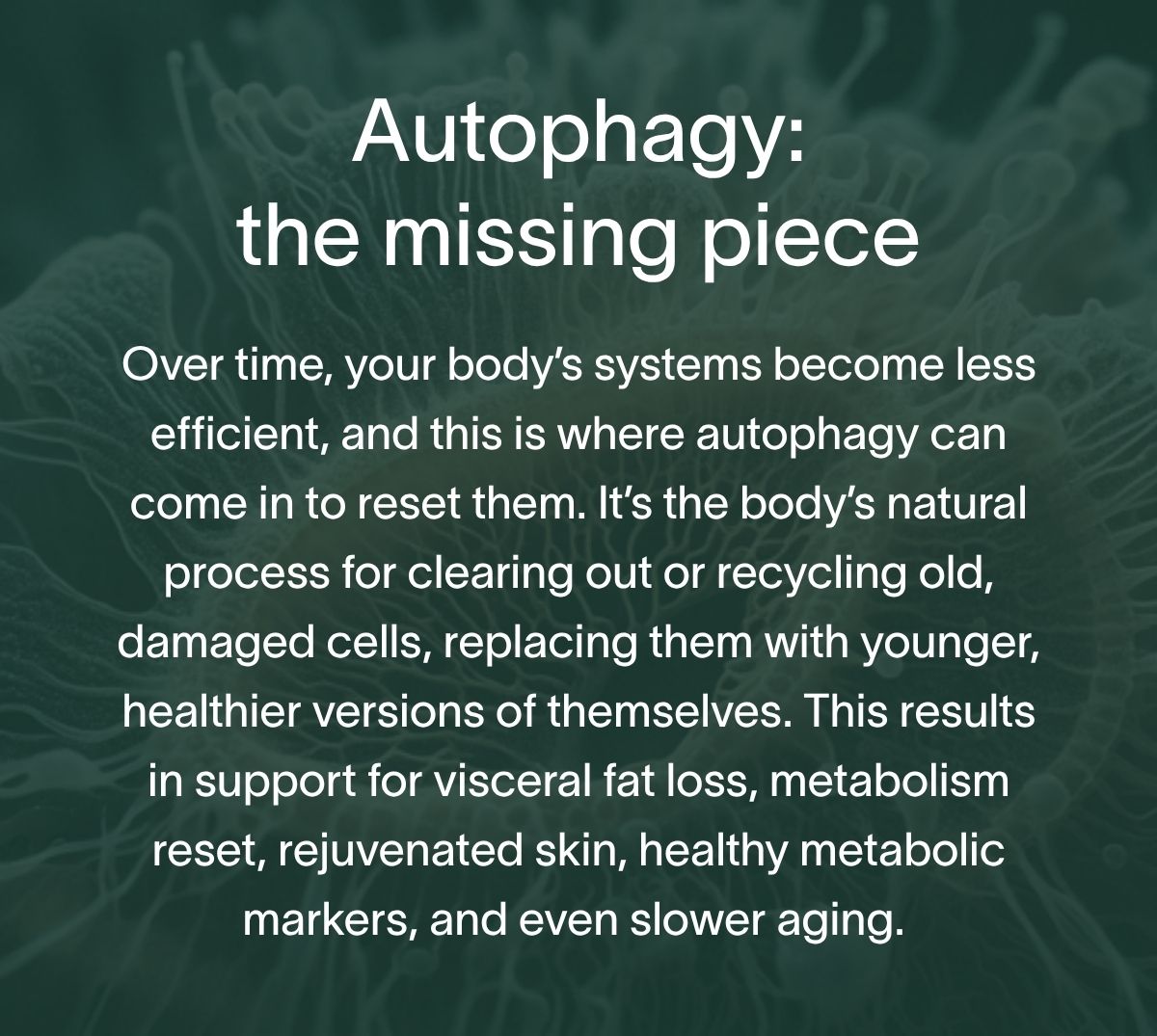 Autophagy: The Missing Piece | Over time, your body’s systems become less efficient, and this is where autophagy can come in to reset them. It’s the body’s natural process for clearing out or recycling old, damaged cells, replacing them with younger, healthier versions of themselves. This results in support for visceral fat loss, metabolism reset, rejuvenated skin, healthy metabolic markers, and even slower aging.