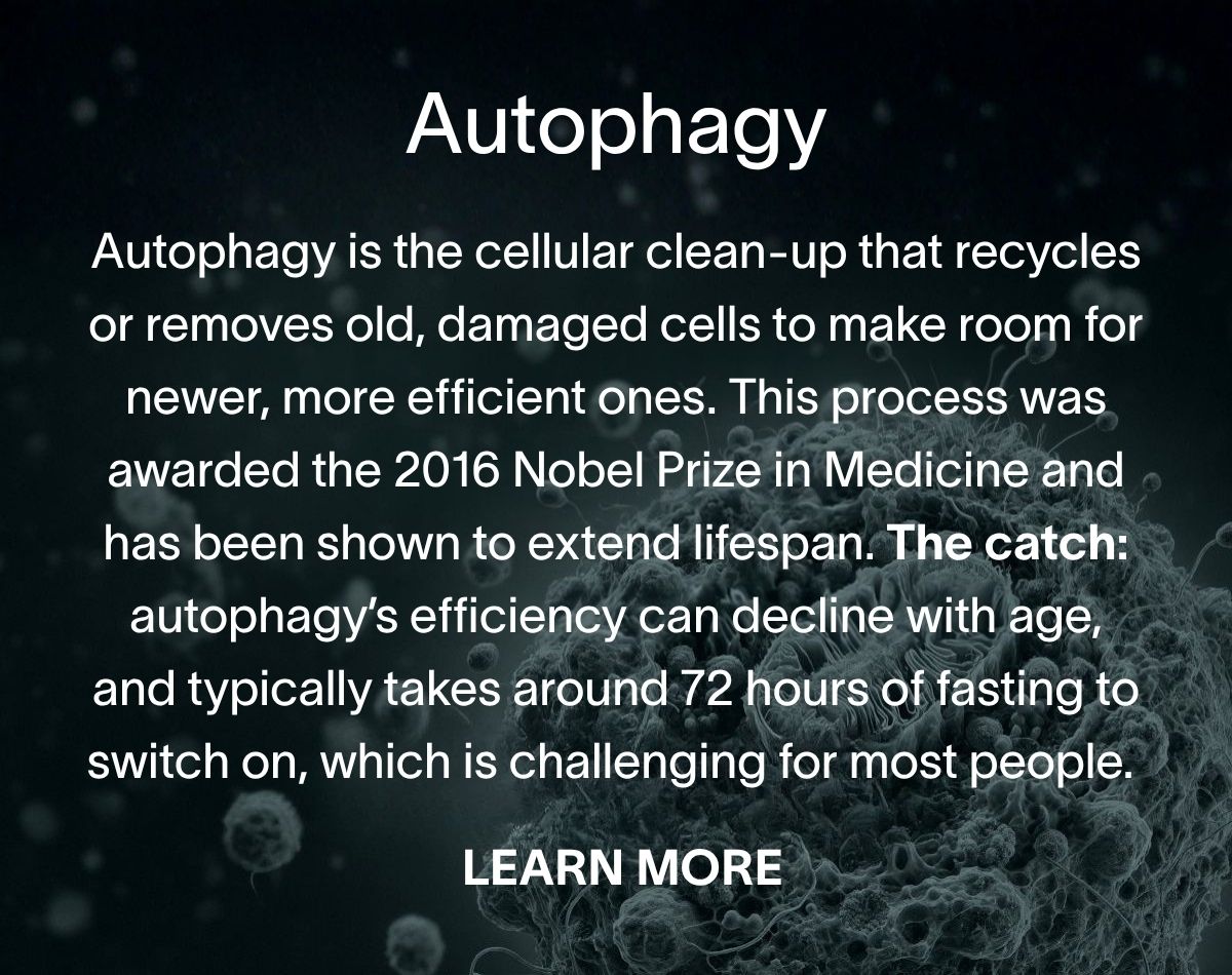 Autophagy is the cellular clean-up that recycles or removes old, damaged cells to make room for newer, more efficient ones. This process was awarded the 2016 Nobel Prize in Medicine and has been shown to extend lifespan. The catch: autophagy’s efficiency can decline with age, and typically takes around 72 hours of fasting to switch on, which is challenging for most people. Learn more →