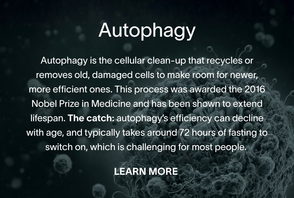 Autophagy is the cellular clean-up that recycles or removes old, damaged cells to make room for newer, more efficient ones. This process was awarded the 2016 Nobel Prize in Medicine and has been shown to extend lifespan. The catch: autophagy’s efficiency can decline with age, and typically takes around 72 hours of fasting to switch on, which is challenging for most people.  Learn more →