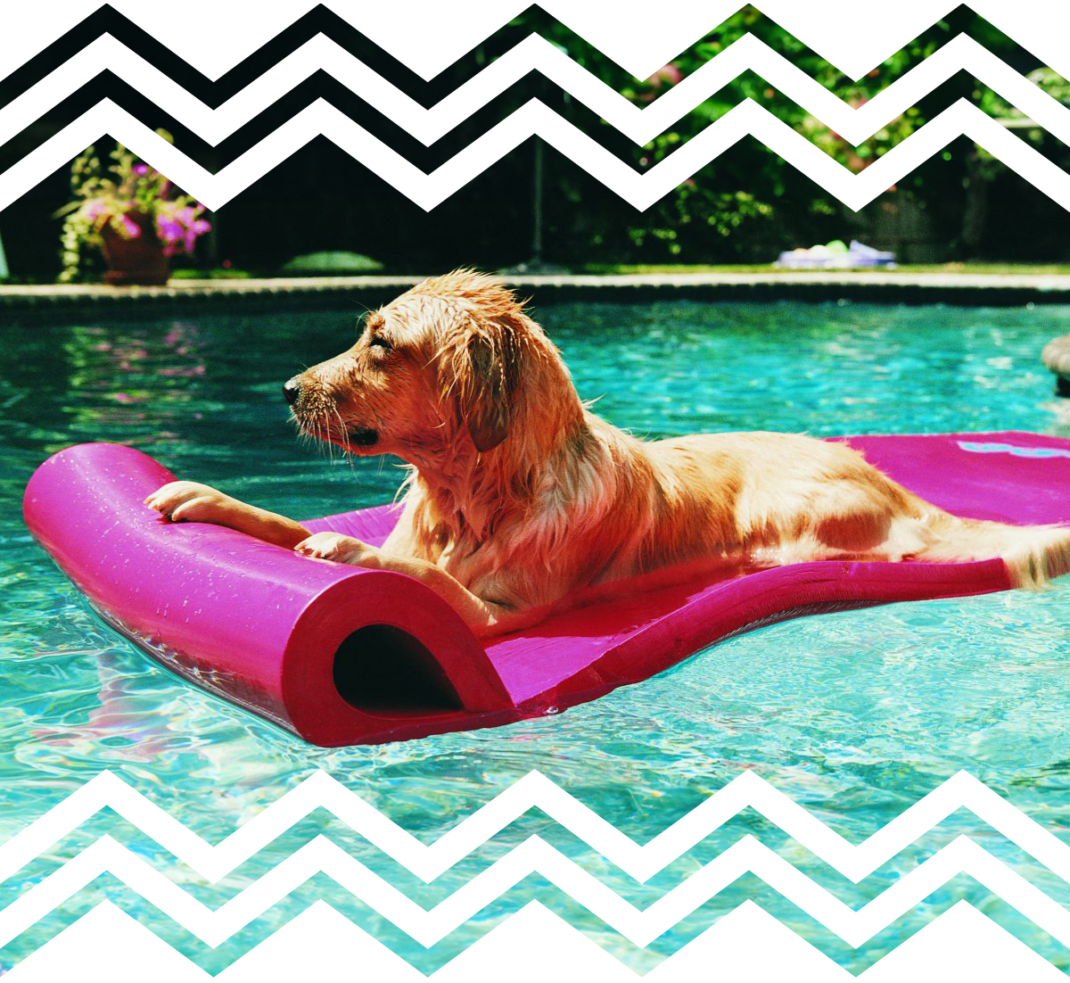 A golden retreiver puppy lying down on top of a neaon pink pool floatie on a bright summer afternoon.