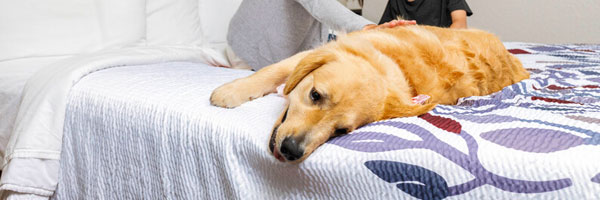 Pets Stay Free at Red Roof