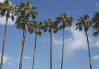 Orlando Guide