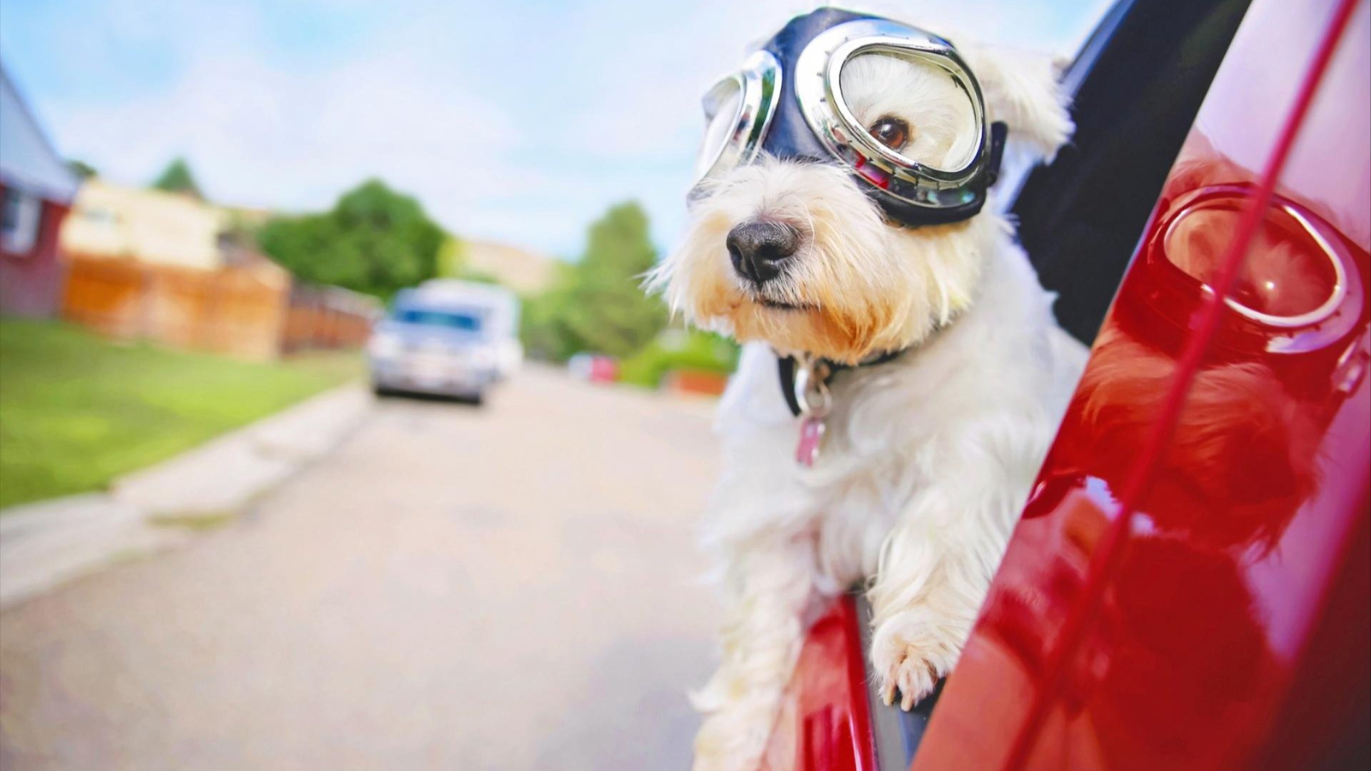 Pets Stay Free at Red Roof