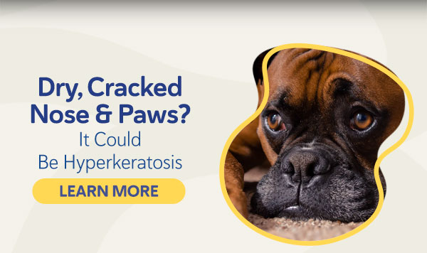 Dry, Cracked Nose & Paws? It Could Be Hyperkeratosis