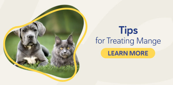 Tips for Treating Mange