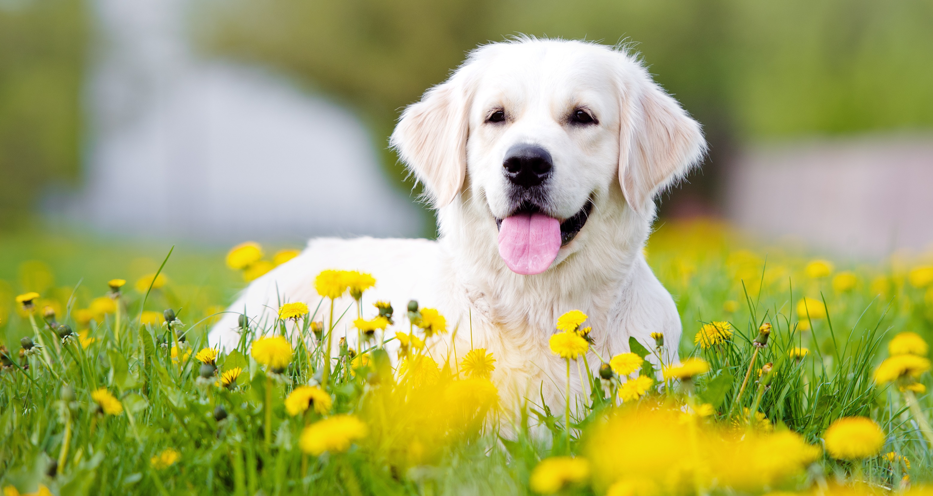 Heartworm in Dogs Webinar