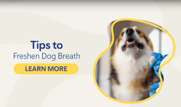 Tips to Freshen Dog Breath