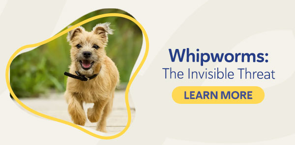 Whipworms: The Invisible Threat