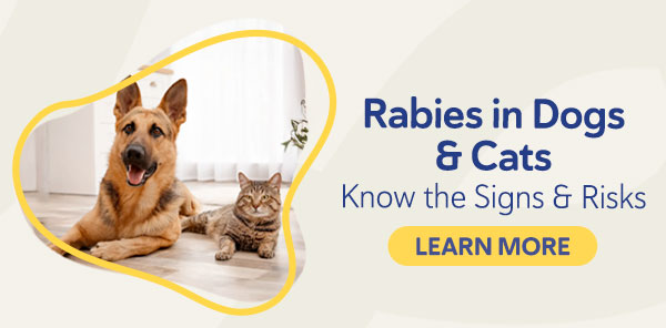 Rabies in Dogs & Cats- Know the Signs & Risks