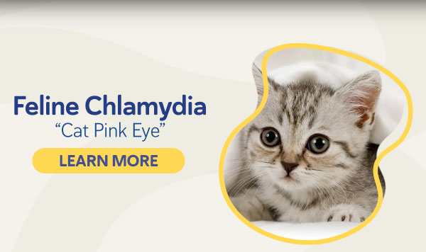 Cat Pink Eye