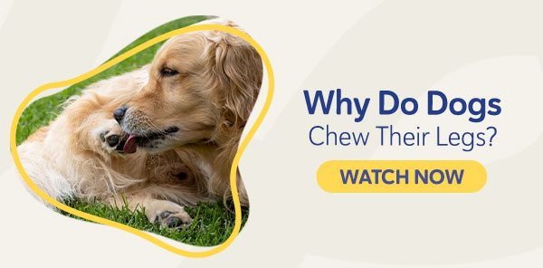 Why Do Dogs Chew Their Legs?