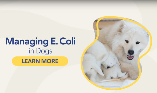 E. Coli in Dogs