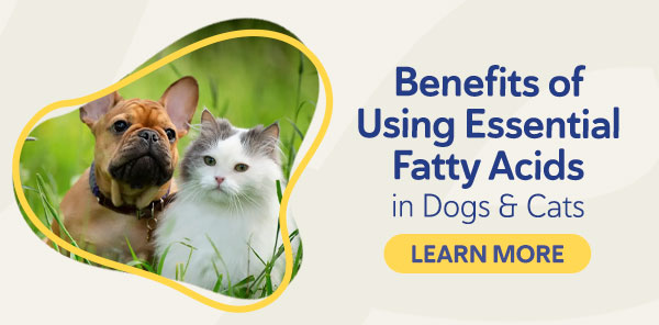 Benefits of Using Essential Fatty Acids in Dogs & Cats