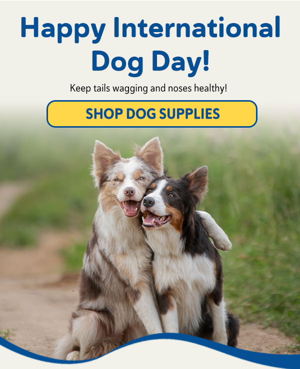 Happy International Dog Day!