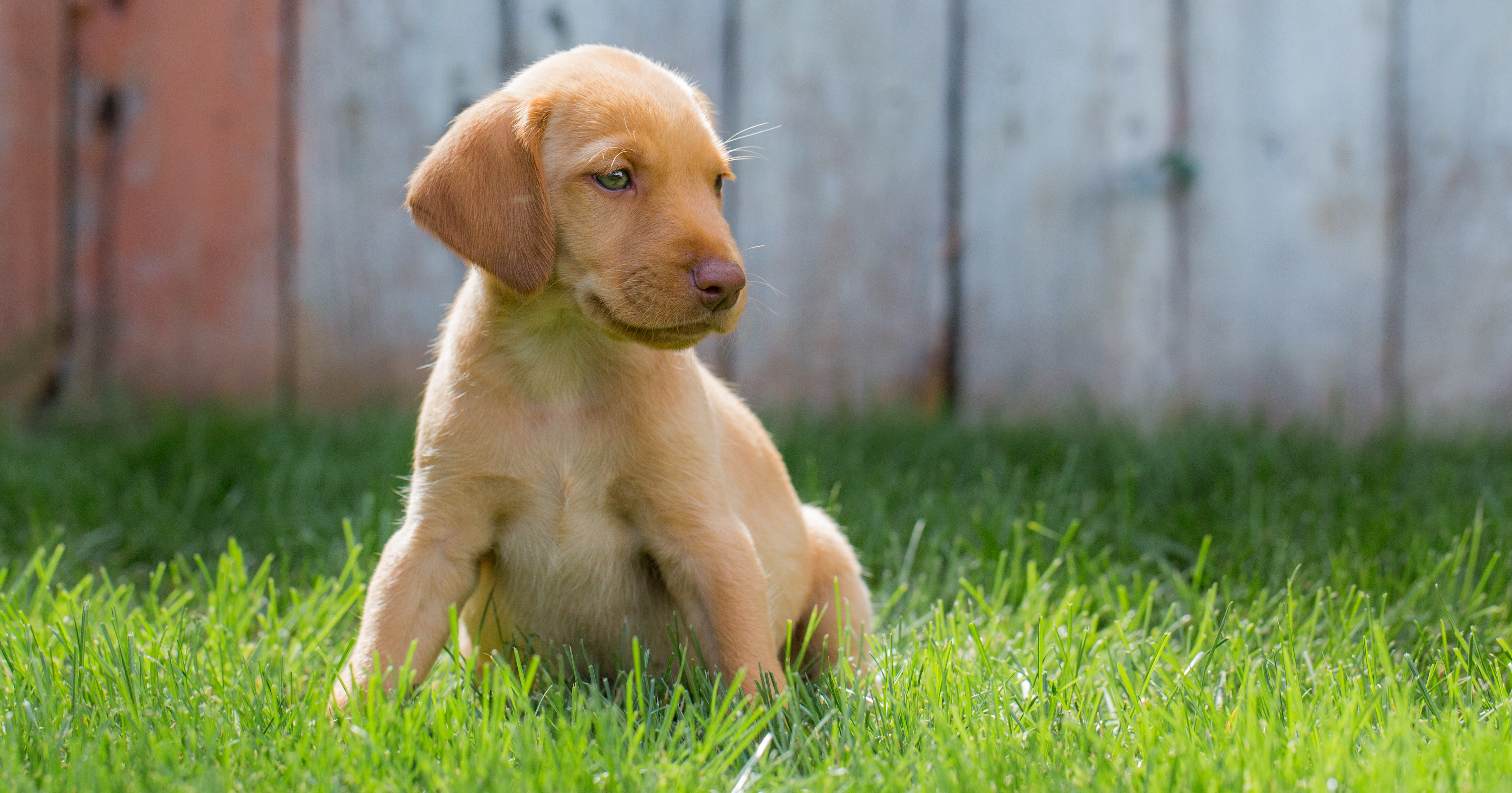 Canine Respiratory Webinar