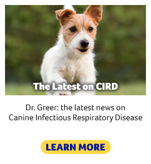 Canine Infectious Respiratory Disease