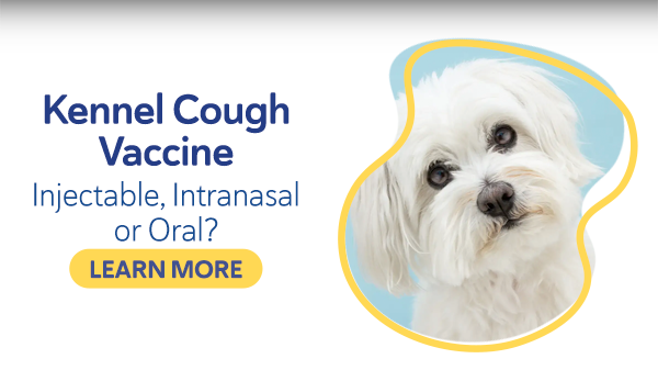 Kennel Cough Vaccine- Injectable, Intranasal or Oral?