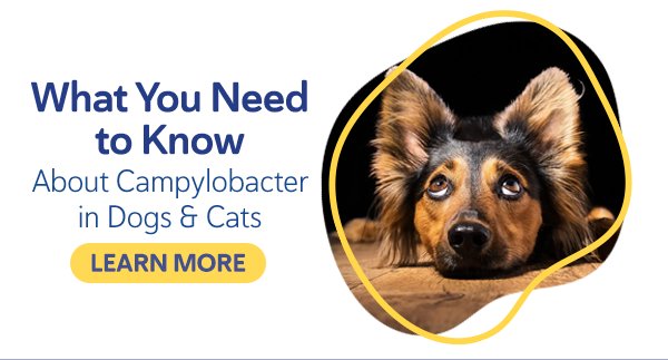 What You Need to Know About Campylobacter in Dogs & Cats
