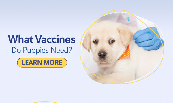 What Vaccines Do Puppies Need? The Full Schedule
