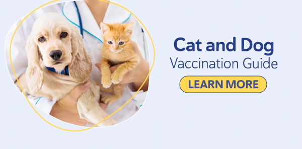 Cat and Dog Vaccination Guide