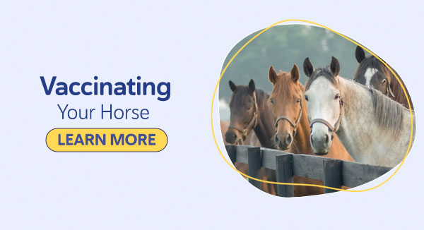 Equine Vaccination: Vaccinating Your Horse