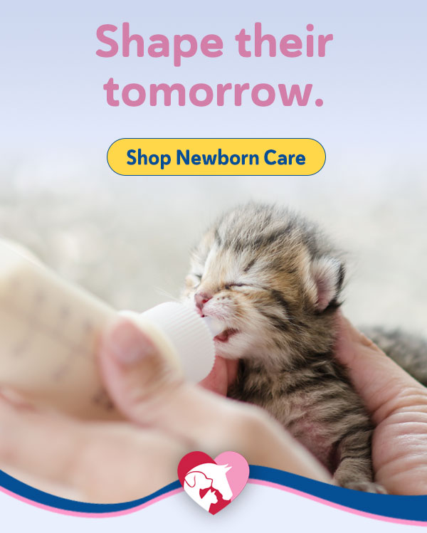 Newborn Care for Puppies and Kittens