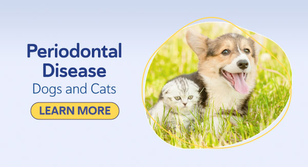 Periodontal Disease in Dogs and Cats