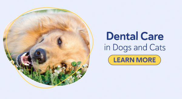 Dental Care for Dogs and Cats