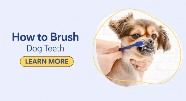 How to Brush Dog Teeth