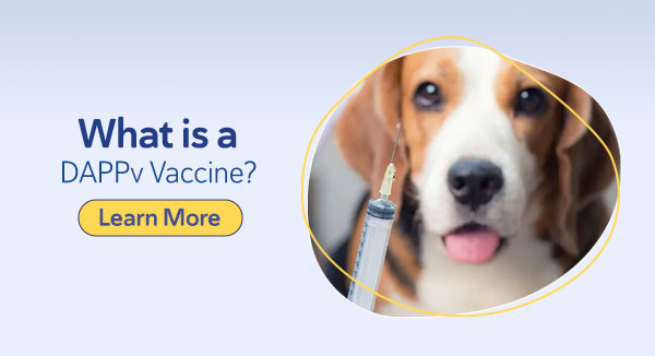 What is a DAPPv Vaccine?