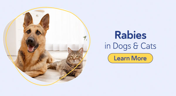 Rabies in Dogs & Cats