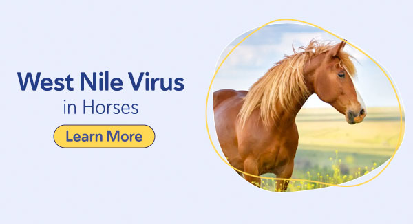 West Nile Virus in Horses