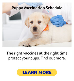 Puppy Vaccination Schedule