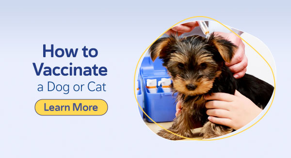 How to Vaccinate a Dog or Cat