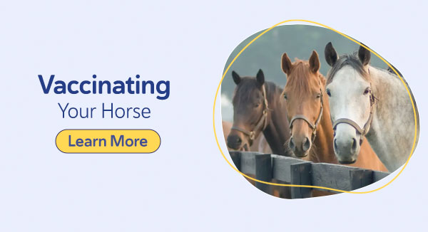 Equine Vaccination: Vaccinating Your Horse