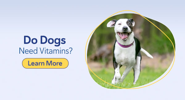 Do Dogs Need Vitamins?