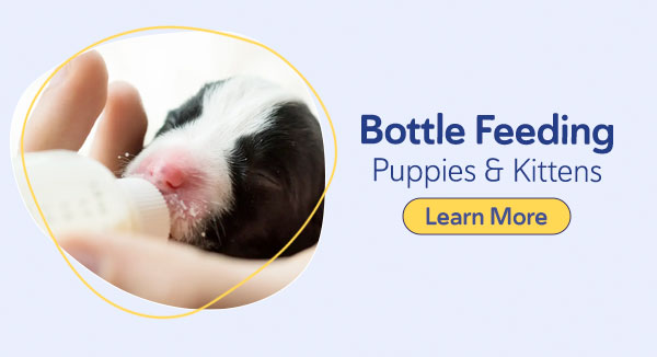 Bottle Feeding Puppies and Kittens