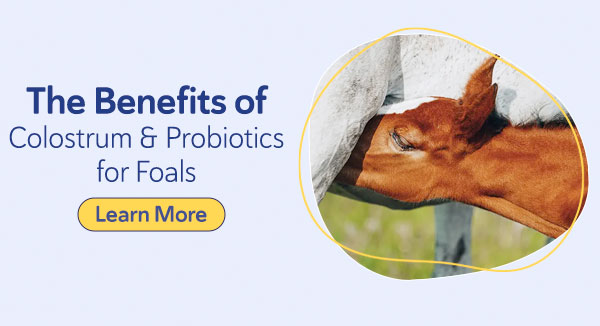 The Benefits of Colostrum and Probiotics for Foals